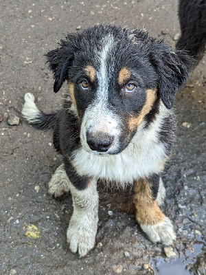 De La Loutre De Maryc - Border Collie - Portée née le 13/02/2024