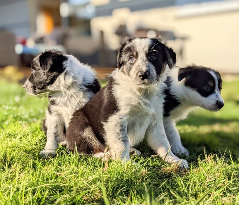 De La Loutre De Maryc - Border Collie - Portée née le 11/12/2021