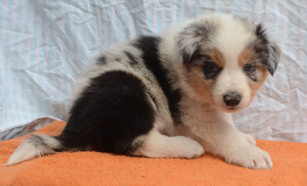 De La Loutre De Maryc - Border Collie - Portée née le 13/02/2024